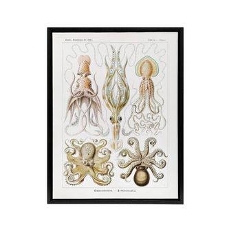 Artery8 Squid & Octopus Vintage s Haeckel Botanical Framed Canvas Wall Art in White | Size: W24 x H32