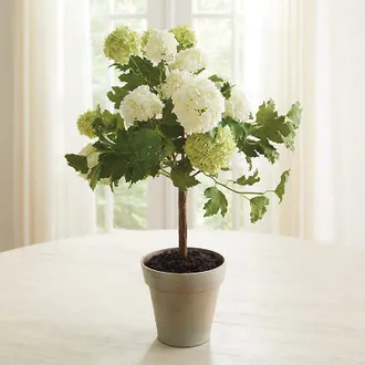 Ballard Designs Faux Snowball Potted Tree - Ballard Designs