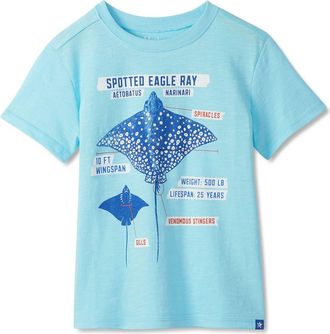 Hatley Kids Stingray Cotton Graphic T-Shirt in Gulf Stream at Nordstrom, Size 4T