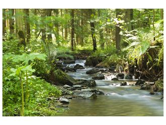 Schubiger M&ouml;bel Digitaldruck auf Glas Flusslauf im Wald 1