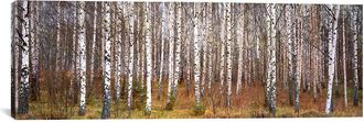 iCanvas Icanvas Silver Birch Trees In A Forestnarke, Sweden By Panoramic Images Wall Art