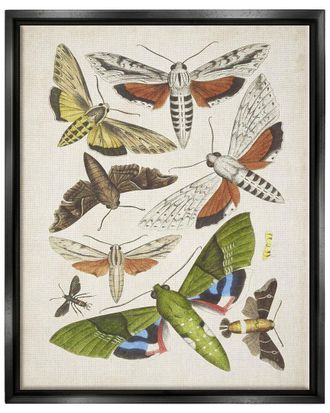 Stupell Industries Mixed Insects Moth Latin Studies By World Art Group Wall Art