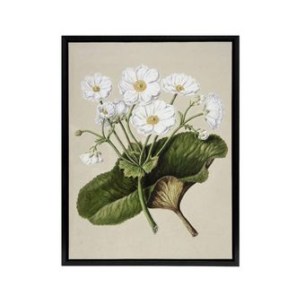 Artery8 New Zealand Mountain Lily Flowers Featon Framed Canvas Wall Art Print in Beige | Size: W24 x H32