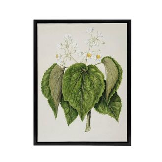 Artery8 New Zealand Whau Cork Tree Flowers Featon Framed Canvas Wall Art Print in Beige | Size: W24 x H32