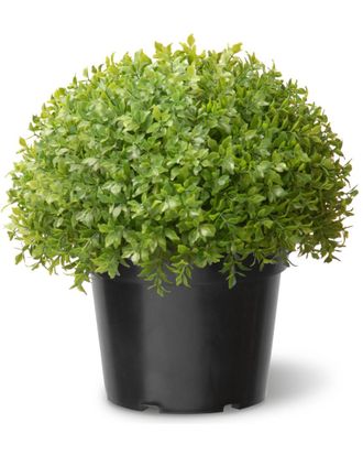 National Tree Company 13In Global Japanese Holly