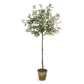 Napa Home & Garden Olive Tree In Moss Pot 69 in Green at Nordstrom
