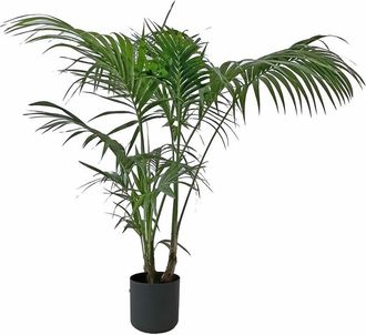 Kentis Howea Forsteriana Kentia con Eco-Vaso Round Black - Palma da Interno Vera - Pianta Tropicale - h 170-180 cm Vaso &oslash; 24 cm