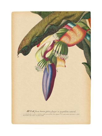 Komar Bild »Banana Heart« Natur 1 Stk. tlg. Wandbild zur Dekoration - ohne Rahmen