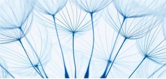 Schubiger M&ouml;bel Digitaldruck auf Acrylglas Pusteblumen in Blau