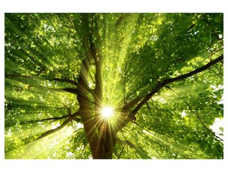 Schubiger M&ouml;bel Digitaldruck auf Acrylglas Baumkrone 1