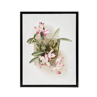 Artery8 F Sander Laelia Autumnalis Xanthotropis Orchid Framed Canvas Art Print | Size: W24 x H32