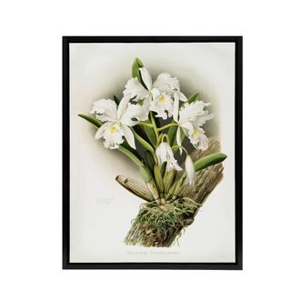 Artery8 F Sander Cattleya Rochellensis Orchid Flowers Framed Canvas Art | Size: W24 x H32