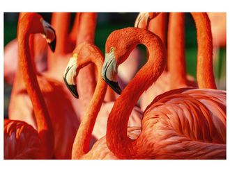 Schubiger M&ouml;bel Digitaldruck auf Acrylglas Flamingos