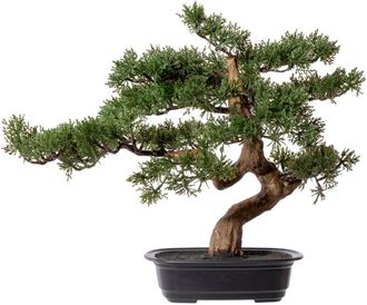 Creativ Green Kunstbonsai »Bonsai Zeder«