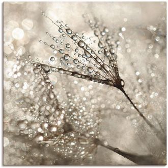 Artland Leinwandbild »Pusteblume Tautropfen« Blumen 1 Stk. tlg. als Alubild, Outdoorbild, Leinwandbild, Poster, Wandaufkleber