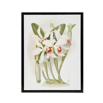 Artery8 Frederick Sander Laelia Euspatha Orchid Flowers Framed Canvas Art | Size: W24 x H32