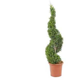 Kentis Cipresso a Spirale - Cupressocyparis Leylandii Castlewellan Gold - H 90-110 cm Vaso &Oslash; 24 cm