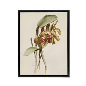 Artery8 F Sander Cattleya Granulosa Var Schofieldiana Orchid Framed Canvas Art in White | Size: W24 x H32