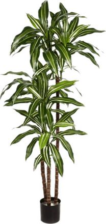Baq Lebensechte Kunstpflanze Dracaena Fragrans, ø 50/ Höhe 120 cm