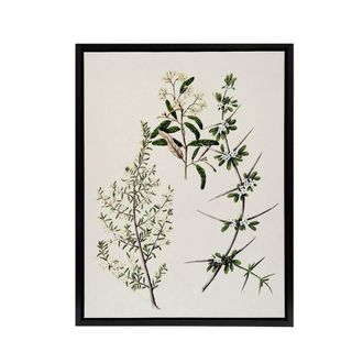 Artery8 New Zealand Pomaderris Edgerleyi Plant Featon Framed Canvas Wall Art in Beige | Size: W24 x H32