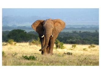 Schubiger M&ouml;bel Digitaldruck auf Acrylglas Einsamer Elefant