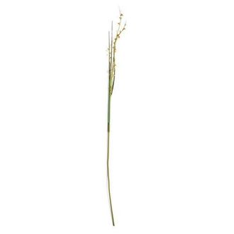 Napa Home & Garden Scotch Grass Artificial 48 Stem in Green at Nordstrom
