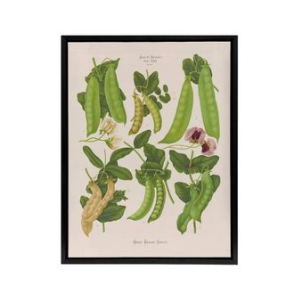 Artery8 Sugar Peas Vintage Illustration Ernst Benary Framed Canvas Wall Art in White | Size: W24 x H32