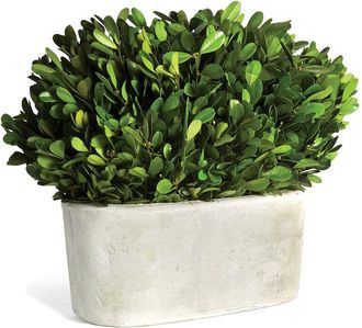 Napa Home & Garden Boxwood Bush In Oval Potin