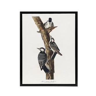 Artery8 Red Cockaded Woodpecker Audubon Nature Black Framed Canvas Wall Art in White | Size: W24 x H32