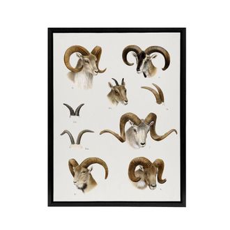 Artery8 Wild Bovidae Vintage Illustration Lydekker Black Framed Canvas Art in White | Size: W24 x H32