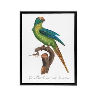 Artery8 The Peach Fronted Parakeet Levaillant Framed Canvas Wall Art Print in White | Size: W24 x H32