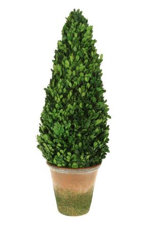 Mark Roberts Boxwood Topiary Cone in Green at Nordstrom