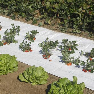 Nortene Nortene - Malla Antihierbas Groundsol 120 G Blanco 3.3x100 M