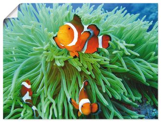 Artland Poster »Finde Nemo« Wassertiere 1 Stk. tlg. als Poster, Wandaufkleber in verschied. Grössen