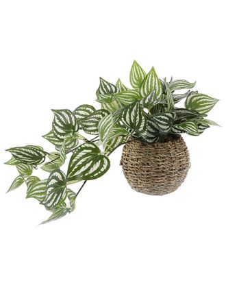 Flora Bunda Trailing Ivy In 6In Basket