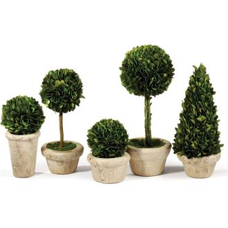 Napa Home & Garden Boxwood Topiaries Faux (Fake) In Pots Set of 5 in Green at Nordstrom