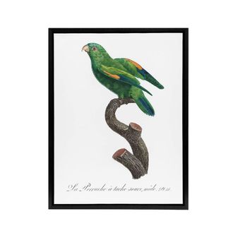 Artery8 The Marigold Lorikeet Parrot Levaillant Framed Canvas Wall Art Print in White | Size: W24 x H32