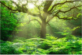 Schubiger M&ouml;bel Digitaldruck auf Glas Baum im Wald
