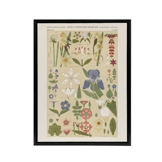 Artery8 Leaves & Flowers From Nature No 8 Jones Black Framed Canvas Wall Art in Beige | Size: W24 x H32