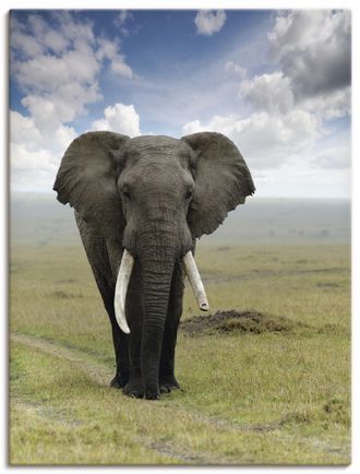 Artland Wandbild »Elefant« Wildtiere 1 Stk. tlg. als Alubild, Outdoorbild, Leinwandbild, Poster in verschied. Grössen