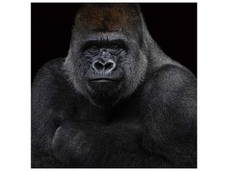 Schubiger M&ouml;bel Digitaldruck auf Glas Gorilla in sw