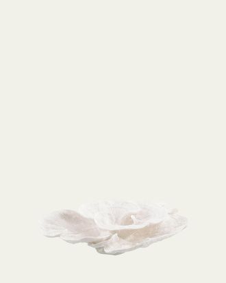 John-Richard Foliose Coral