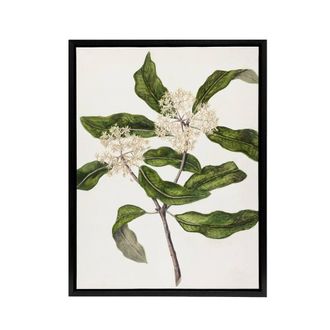 Artery8 New Zealand Tarata Lemonwood Plant Featon Framed Canvas Wall Art Print in Beige | Size: W24 x H32
