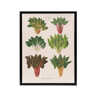 Artery8 Beet or Swiss Chard Vegetables Ernst Benary Framed Canvas Wall Art in White | Size: W24 x H32