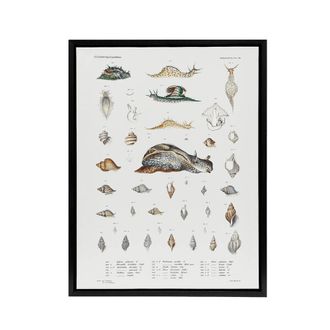 Artery8 Snail varieties & shells Augustus Gould Framed Canvas Wall Art Print in White | Size: W24 x H32