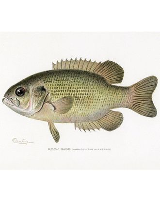 iCanvas Rock Bass (Ambloplites Rupestris) By Sherman F. Denton By Pictufy Wall Art