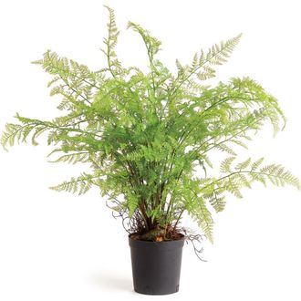 Napa Home & Garden Soft Fern Drop-In 36 in Green at Nordstrom