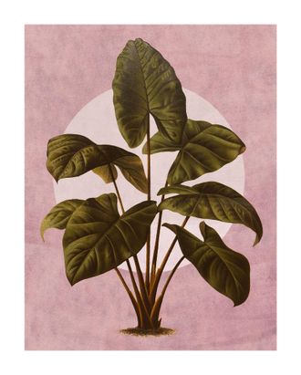 Komar Bild »Créatures Végétales« Natur 1 Stk. tlg. Wandbild zur Dekoration - ohne Rahmen