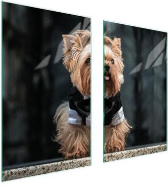 OEM Placa Protectora De Vidrio Para Estufa 75x52 Perro