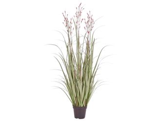 Schubiger M&ouml;bel Kunstpflanzen Schilf Apricot H: 130 cm